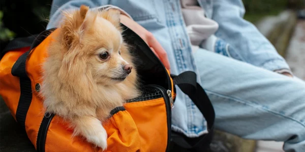 Przewóz zwierząt busem za&nbsp;granicę – co musisz wiedzieć?