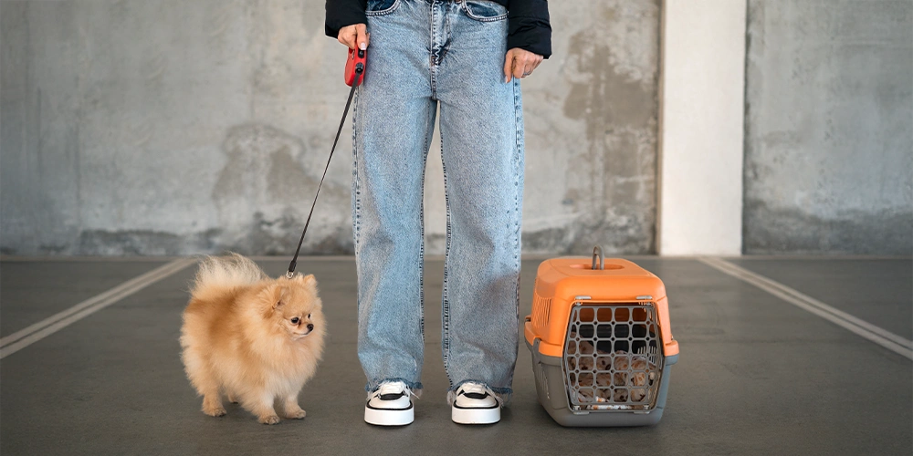 W jaki sposób transportować zwierzę busem